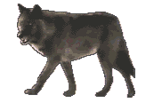 wolf